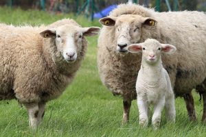 sheep-1547720_640